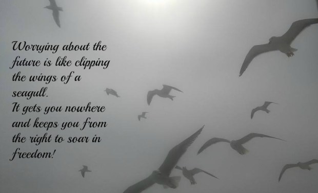 worrying the seagull